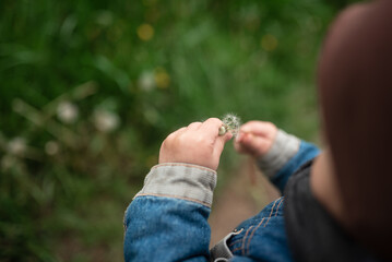 A white dandelion in the hands of a child