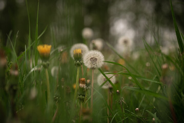 White and yellow dandelions in the green grass
