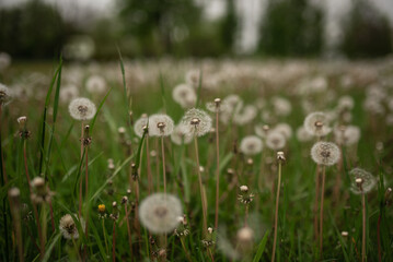 White dandelions in the green grass