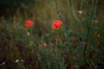 Red poppies flowers in summer in green grass