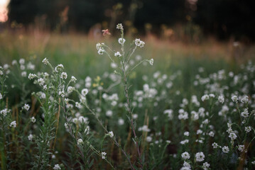 Bertera incana flower in a meadow in the green grass at sunset in the evening