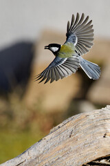 la mésange charbonnière en vol