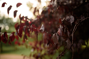 The burgundy leaves of the tree after the rain