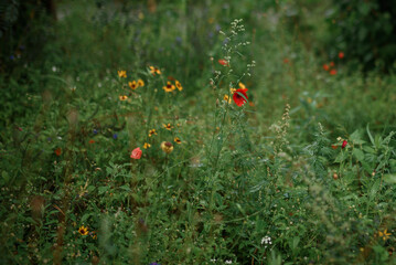 Red poppies and yellow flowers in the green grass