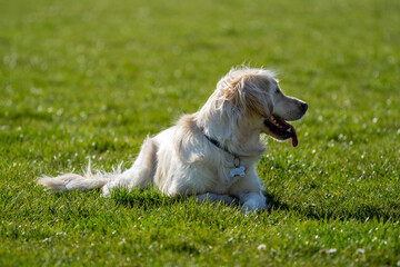 Golden retriever puppy dog on a sunny day resting in the grass 