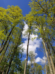 bottom view of blue sky through branches