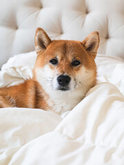 Cute domestic small male shiba inu dog laying in bed and relaxing. Puppy young fluffy funny portrait at home