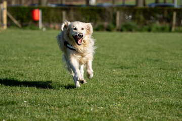 Golden retriever running and playing on the playground in some grass on a sunny day