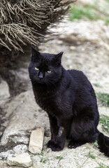 Black cat on the street