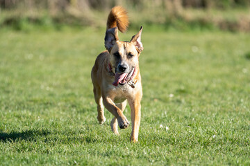 jack russell terrier running toward the camera, in green grass