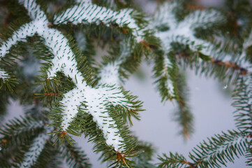 Snowfall in the spruce forest. Evergreen trees. The branches of the Christmas trees are covered with snow. Texture of green needles.