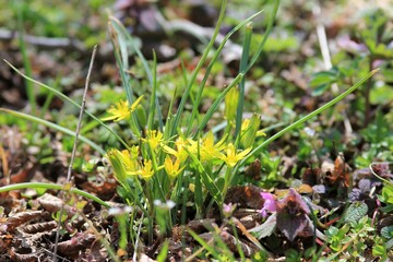 Yellow Gagea flowers in a clearing in the forest in spring