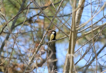 Big tit Parus major in the spring forest