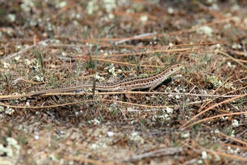 Lizard Podarcis taurica in the spring forest