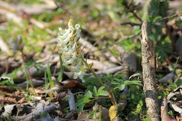 Delicate flowers of Corydalis slivenensis in the forest in spring