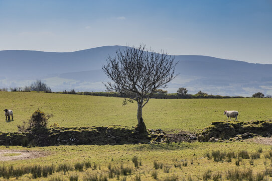 Vinegar Hill and Craignamaddy Loop, Barnes Gap, Ulster Way, International Appalachian Trail, Central Sperrins, County Tyrone, Northern Ireland
