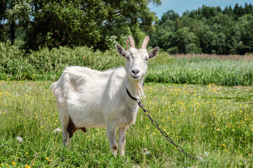 White goat in full growth grazing in the meadow
