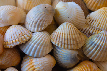Seashells brought from vacation laid out as a background