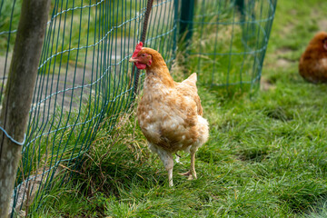 Brown free range chicken hens walking on some grass