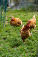 Brown free range chicken hens walking on some grass