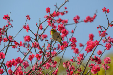 根津神社の梅とメジロ