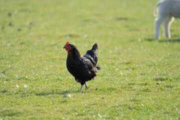 Black harco free range hen chicken	
