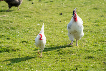 White leghorn (livorno) chicken (known for laying the most eggs of all chickens) walking around on...
