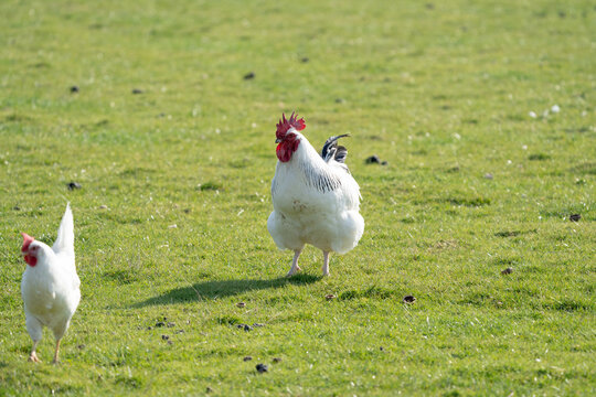 Sussex free range chicken rooster on a farm with some hens like the dutch koekoek, or mechelse maline and a livorno chicken
