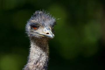Portrait eines Emus