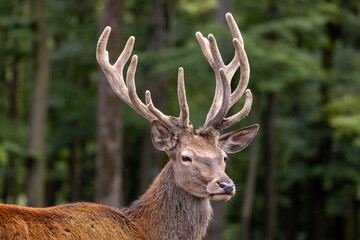 Portrait eines Rothirsches