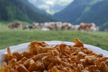 Fresh chanterelles on white plate, cows on pasture and mountains in the background. Selective focus.