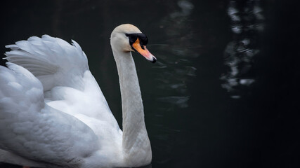 A beautiful white swan in a pond. Reflection in the water.