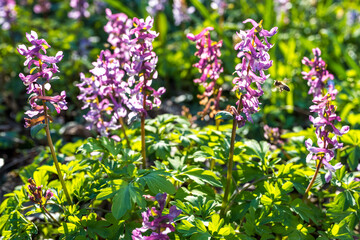 corydalis flowers in the garden