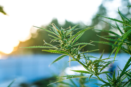 Branch of cannabis and marijuana. Ganja, hemp beautiful tree.
