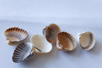 Obraz na płótnie Canvas Sea shells are laid out on a white background brought from rest