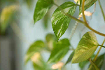 Soft ,selective focus. Tropical Epipremnum Aureum houseplant with variegation  in living room.