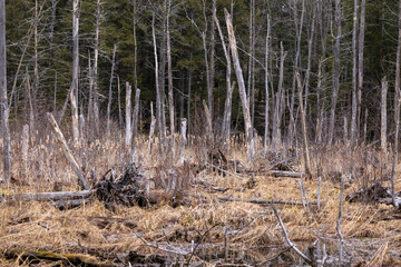 forest in winter in New Hampshire