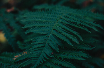 Dark photo of a fern leaf in the forest