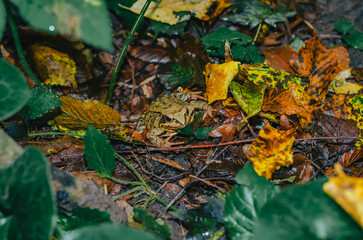 Little colored frog among the fallen yellow autumn leaves. Autumn forest.