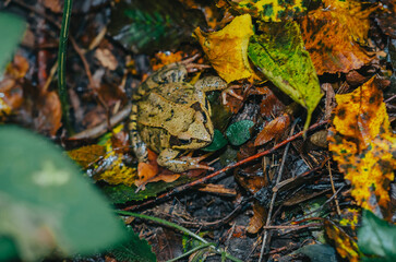 Little colored frog among the fallen yellow autumn leaves. Autumn forest.