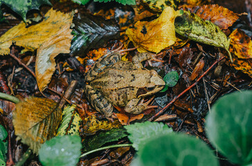 Little colored frog among the fallen yellow autumn leaves. Autumn forest.