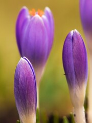 Purple crocus flower, Spring buds