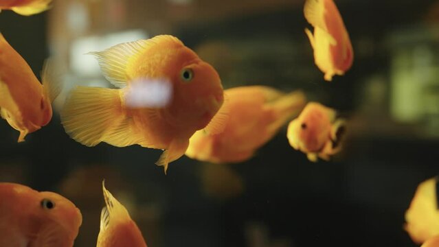 A flock of goldfish swims in a freshwater aquarium. Small yellow fishes swimming underwater among air bubbles. Wildlife, pets, aquarium fish. Close up.