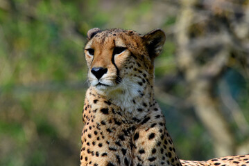 Fototapeta na wymiar wunderschöner Gepard