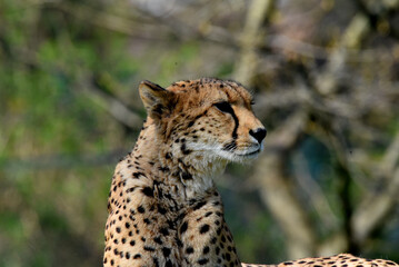 wunderschöner Gepard