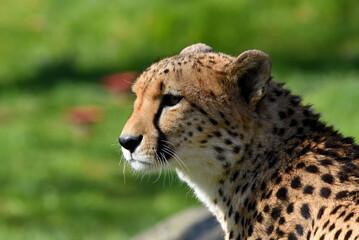 wunderschöner Gepard