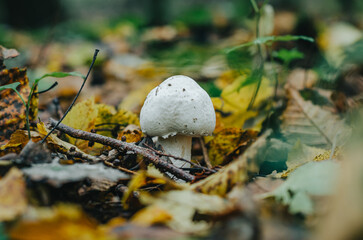 Small white mushroom in a yellow fallen leaf. Autumn forest. Blurred background.