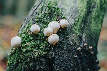 White spherical mushrooms on a tree trunk. Autumn picture with white mushrooms in the middle of green moss on a gray trunk. Aroma of autumn forest.