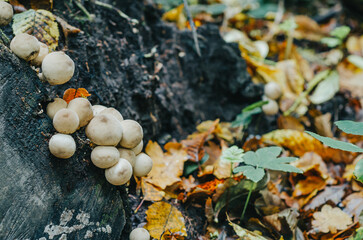 White spherical mushrooms on a tree trunk. Autumn picture with white mushrooms in the middle of yellow fallen leaves. Aroma of autumn forest.