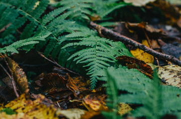 Green fern in the autumn dark forest. Green fern between yellow fallen leaves.